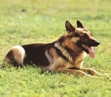 Adestramento de cães em Botucatu